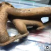 5965437 Fiat Croma Lancia Delta Dedra Thema Engine Exhaust Manifold View Rear
