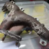 5970288 7796878 Fiat Fire Engine Exhaust Manifold Uno Tipo Panda Punto Palio View Right
