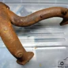 60521536 Exhaust Manifold Collettore Scarico Alfa Romeo 75 90 Giulietta Alfetta View Rear