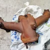 7554844 7691880 5977520 Fiat Lampredi Exhaust Manifold View Rear
