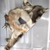 7754315 Fiat Fire Engine Intake Manifold Tipo Lancia Y10 View Front