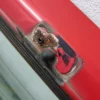7754427 7634989 7654615 Back Door Tailgate with Window Fiat Cinquecento Sporting View Right