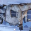 7613935 7613935 7645660 Fuel Injection Intake Manifold Fiat Uno Panda Lancia Y10